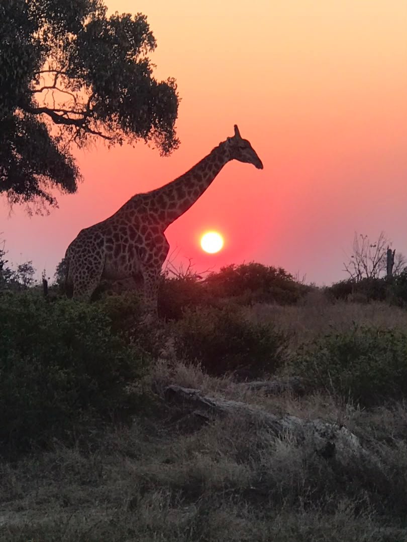 Temporary photograph representing a supported mobile safari camp