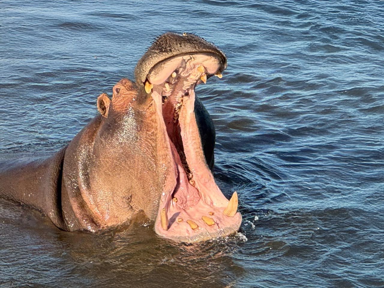 Temporary photograph representing a Safari EASE boat cruise