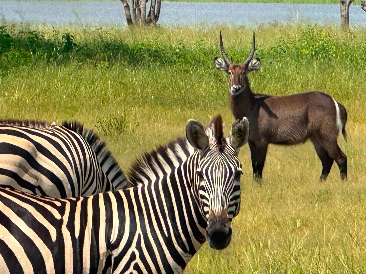 mobile safari expedition
