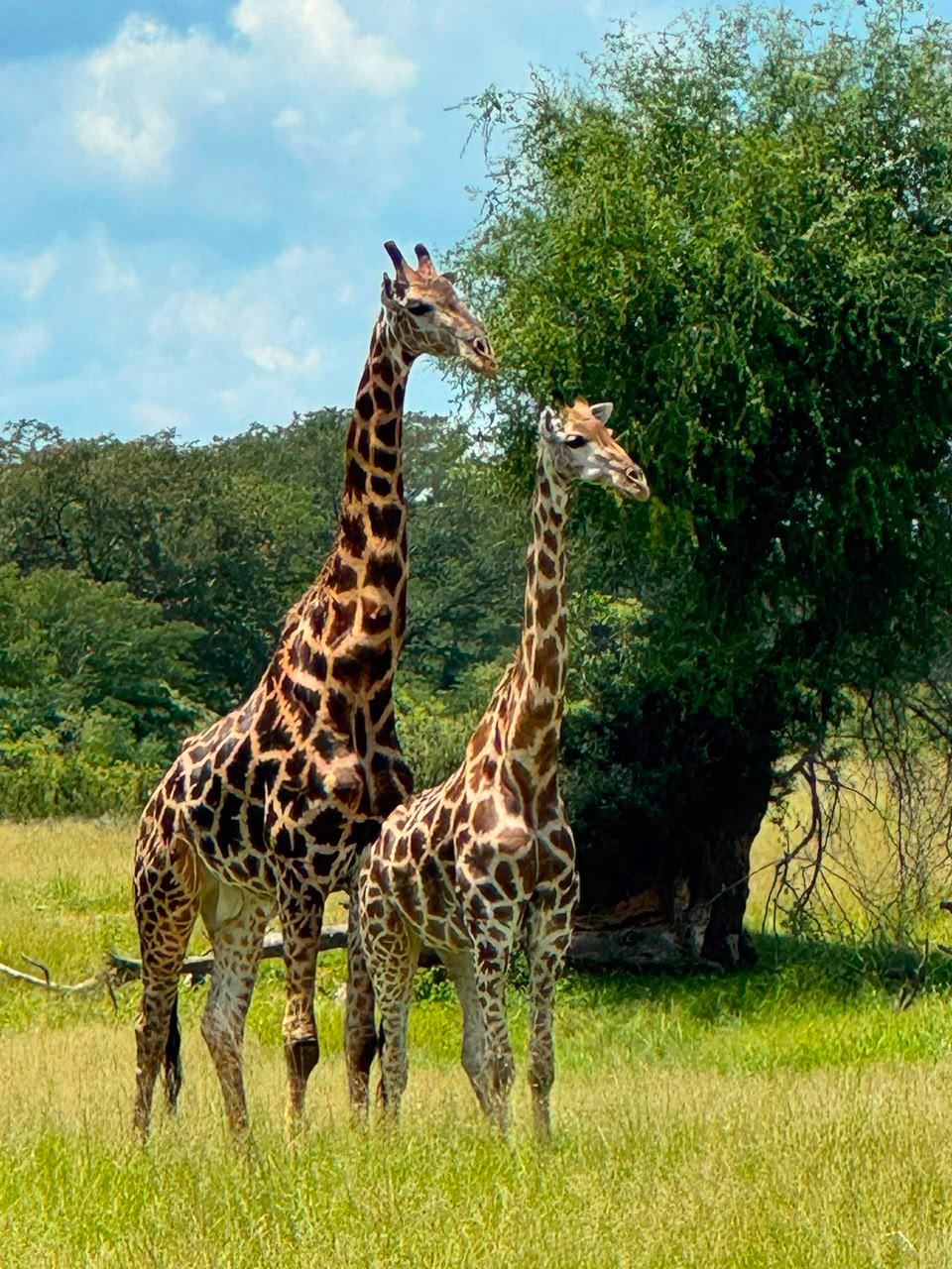 Safari EASE Adventures profile photograph